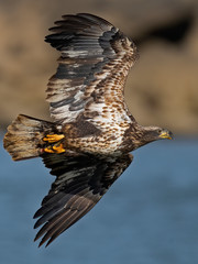 Juvenile Bald Eagle In Flight with Fish