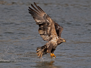 Juvenile Bald Eagle Fish Grab Dive