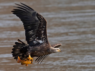 Juvenile Bald Eagle In Flight with Fish