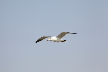 Fototapeta na wymiar free seagulls