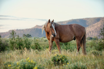 Fototapeta premium Wild Horse Portrait