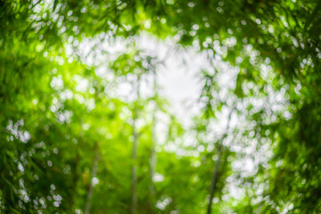 blurry a lot of bamboo tree branches and leaves with beautiful bokeh for any nature green...