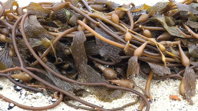 4K HD video panning across kelp recently washed up on shore on a sandy beach. sea kelp is a special kind of ocean plant, the largest and the most critical plant to the survival of many sea animals