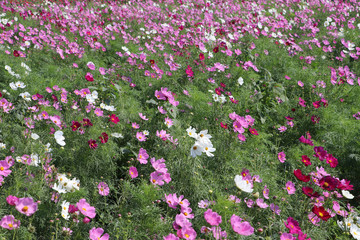 Cosmos sulphureus flower fields in white and pink color. It is also known as sulfur cosmos and attract birds and butterflies.