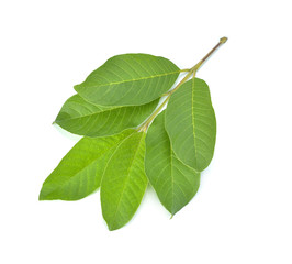 Fototapeta premium Guava leaf isolated on white background