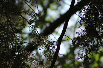 tree in spring