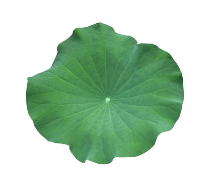 A Lotus leaf on white background