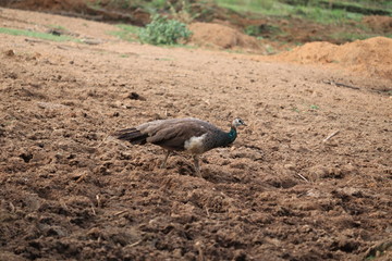 Fototapeta premium Peacock or peahen walking in the land