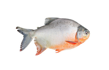 White pomfret fish or fresh  pampus argenteus isolated on white background and clipping path