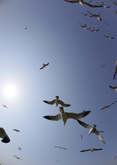 flying seagulls