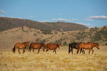 Wild Horse Herd