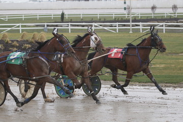 Harness Racing action at racetrack 