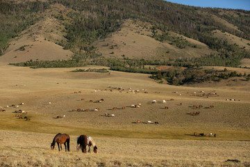 Wild Horse Herd