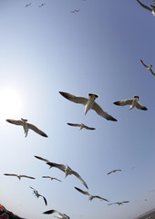 flying seagulls