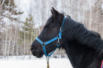 Black horse on a background of a winter forest. Close-up. Winter day at the farm