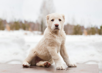 White puppy of breed Alabay on a background of winter nature. Central asian shepherd dog. Pet...