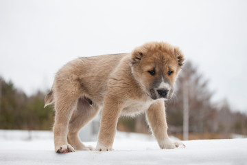 Beige puppy of breed Alabay on a background of winter nature. Central asian shepherd dog. Pet Favorite