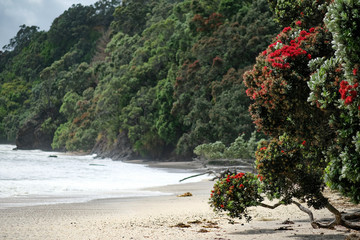 Pohutukawa tree on beach, Otarawairere Bay, New Zealand