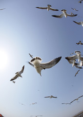 flying seagulls