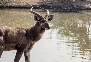 Close up Male Nyala was Walking in a Swamp