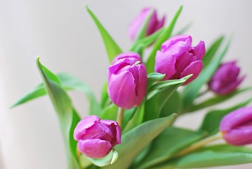Purple tulips. Closeup view with copy space. Hello spring concept.