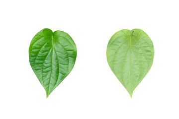 Green betel leaf on the white background. - obrazy, fototapety, plakaty