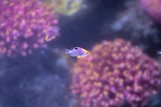 Talbot's Damselfish (Chrysiptera talboti) swimming in marine aquarium