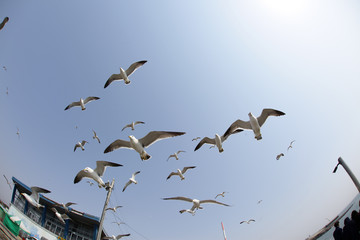 flying seagulls