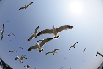 flying seagulls
