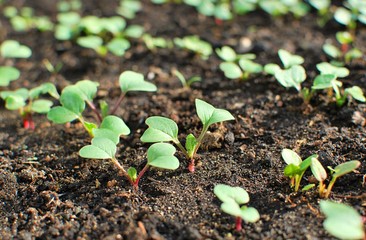 Young radish sprouts growing in the garden. Radish seedlings.