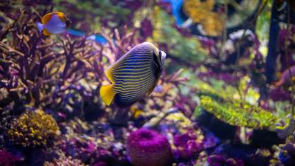 Obraz na płótnie Canvas Emperor angelfish (Pomacanthus imperator) swimming over a coral reef with anthias in the background.
