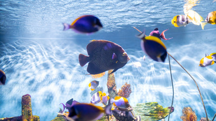 French angel fish looking straight at the camera. The French angelfish (Pomacanthus paru) is a...