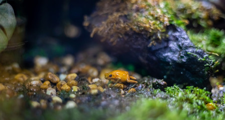 Obraz na płótnie Canvas Golden Mantella. The poisonous frog at Sea Life Ocean World in Bangkok