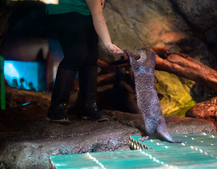 An oriental small-clawed otter / Aonyx cinerea / Asian small-clawed otter at SeaLife Ocean World Bangkok