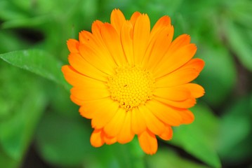 Orange marigold or calendula flower blooming in the garden, close up view.