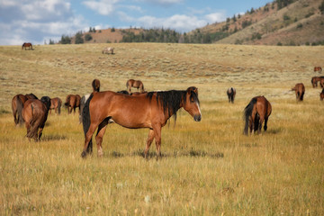 Wild Horses