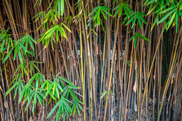 Thickets of green bamboo in the summer garden