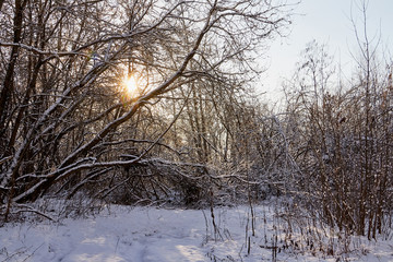 Bare branches of a deciduous tree covered with snow and ice crystals and winter sun background. Winter pattern with tree branch covered with snow