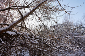 Fototapeta na wymiar Bare branches of a deciduous tree covered with snow and ice crystals and winter sun background. Winter pattern with tree branch covered with snow