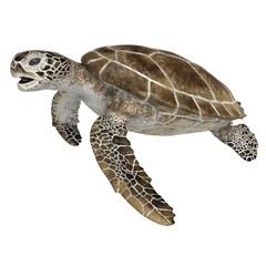 3d rendered green sea turtle isolated on white background