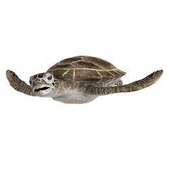 3d rendered green sea turtle isolated on white background