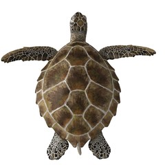 3d rendered green sea turtle isolated on white background
