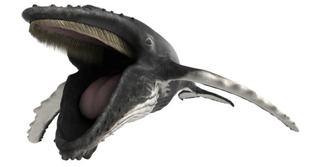 3d rendered humpback whale isolated on white background