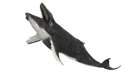3d rendered humpback whale isolated on white background