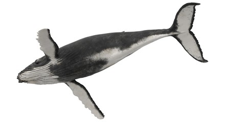 3d rendered humpback whale isolated on white background