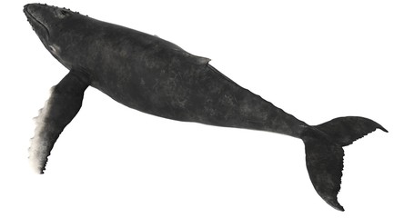 3d rendered humpback whale isolated on white background