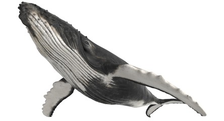 3d rendered humpback whale isolated on white background - obrazy, fototapety, plakaty