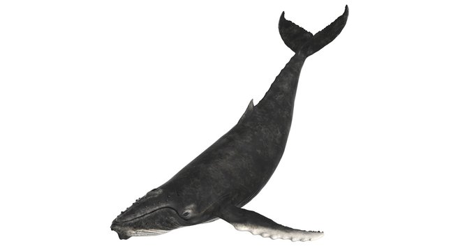 3d rendered humpback whale isolated on white background