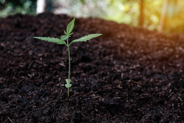 Plant of a little cannabis seedling in the ground
