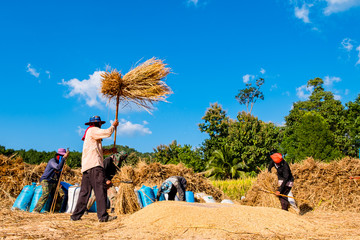 Thai Traditional Rice Harvest.